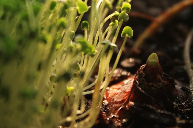 Weak and leggy seedlings caused by insufficient sunlight in early seed starting