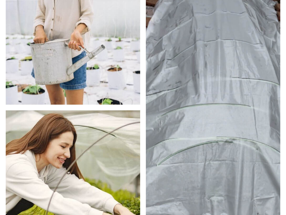 winter vegetable garden with frost cover or greenhouse protection