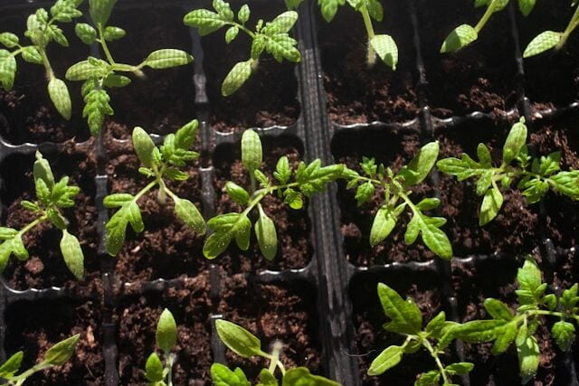 tomato planting schedule Boston last frost May seed starting indoors