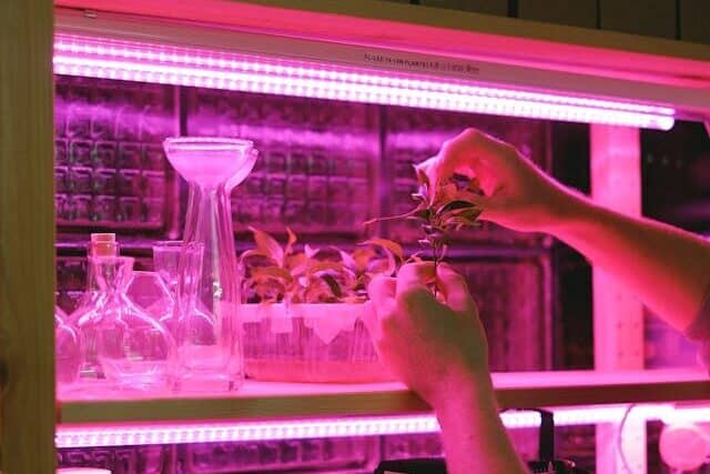 Barrina LED grow light strip setup for seedlings