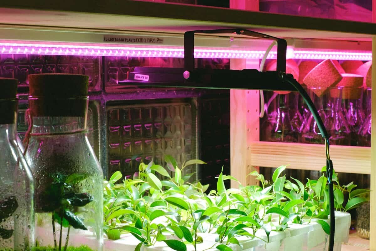 Barrina LED grow light strip setup for seedlings