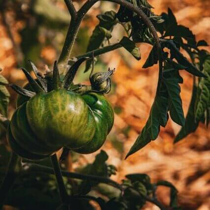 大果牛排番茄成熟果实 家庭种植番茄