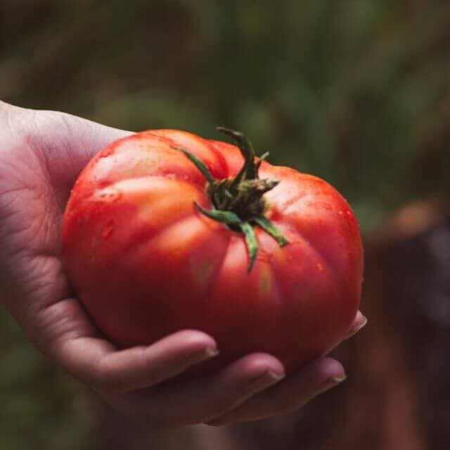 大果牛排番茄成熟果实 家庭种植番茄