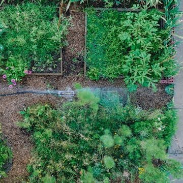 新手菜园布局简单规划示意图