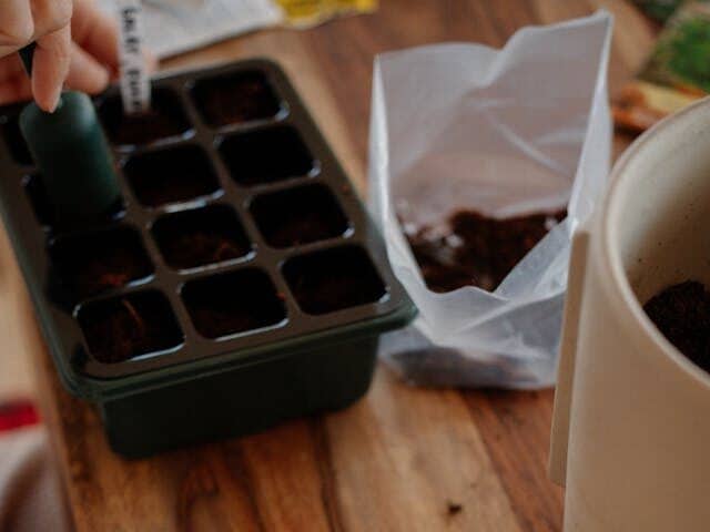 seed starter kit with humidity dome tray indoor germination