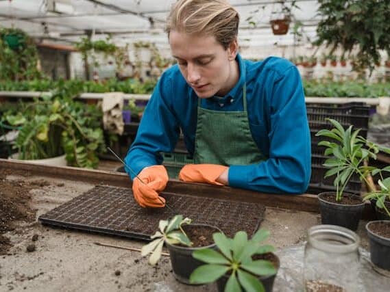 seed starter kit with humidity dome tray indoor germination