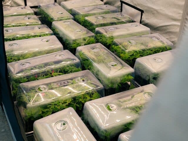 seed starter kit with humidity dome tray indoor germination