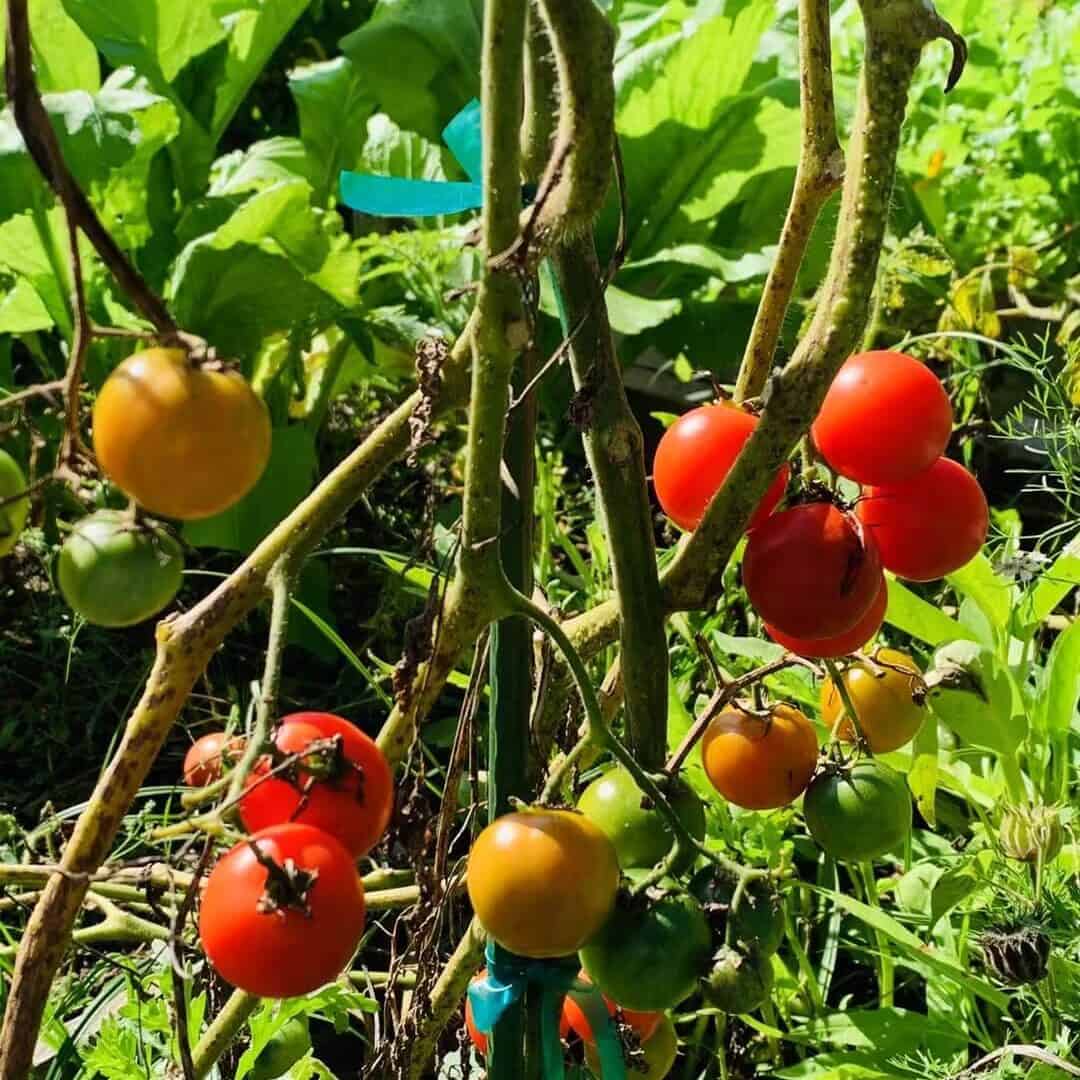 cherry roma early girl tomatoes varieties for beginners