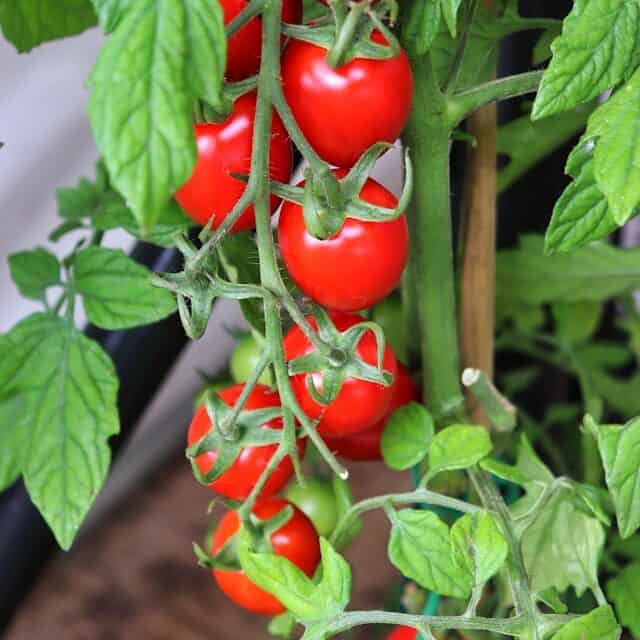 backyard tomato garden in Boston raised bed summer healthy plants
