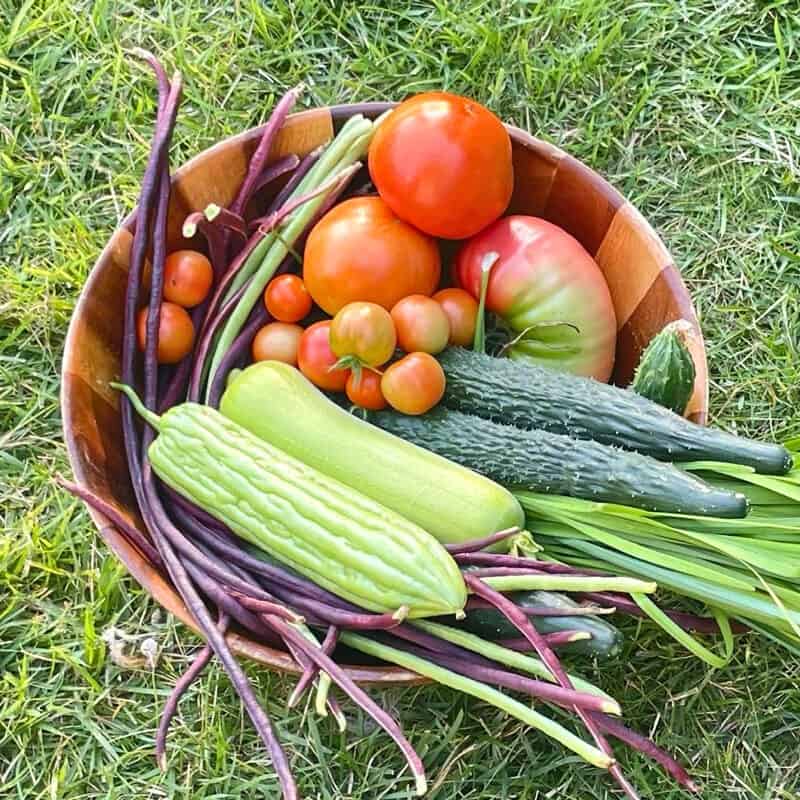 cherry roma early girl tomatoes varieties for beginners