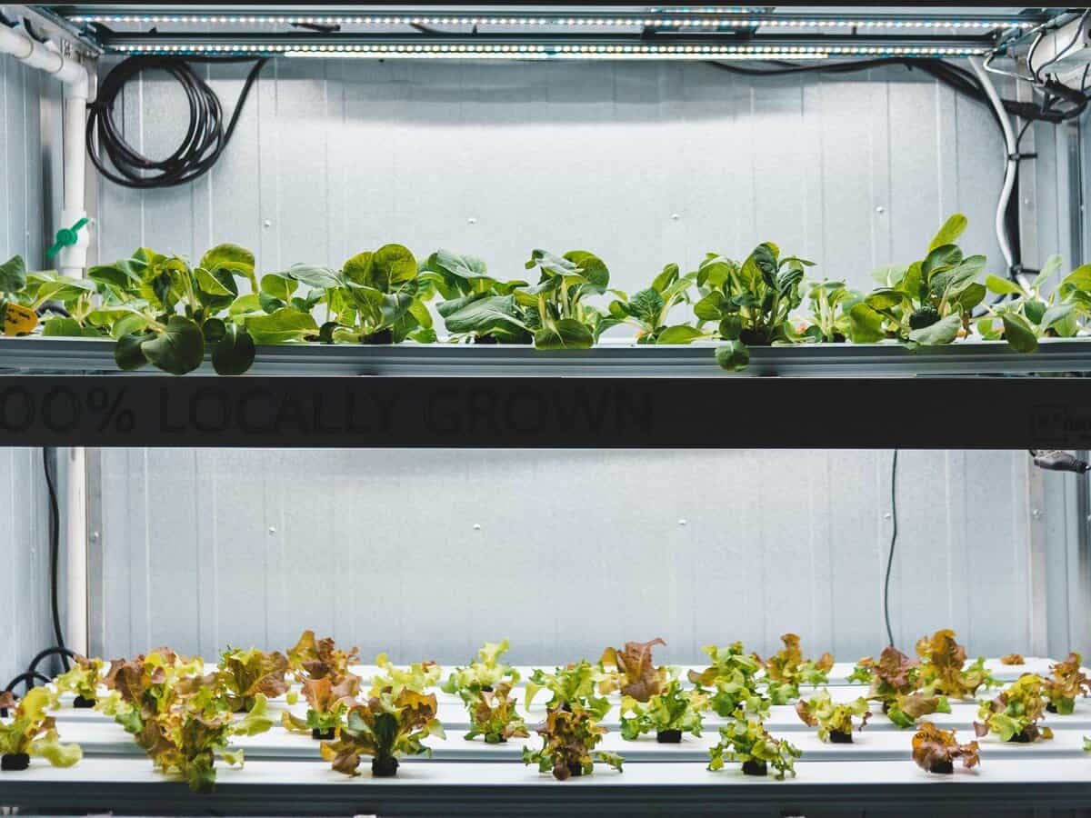 clip on grow light for small seedling setup