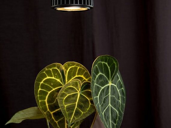 clip on grow light for small seedling setup