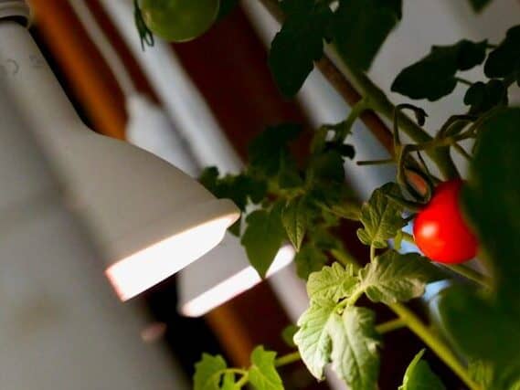 clip on grow light for small seedling setup