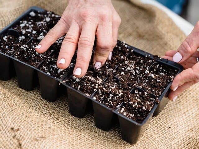 cheap seed starting tray kit for beginners indoor