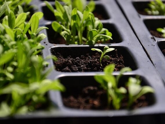 cheap seed starting tray kit for beginners indoor