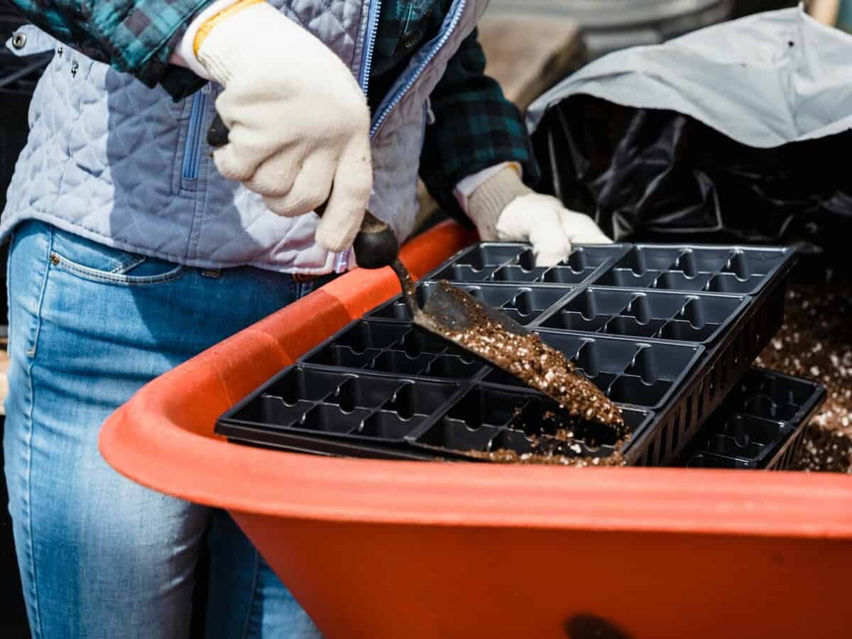 cheap seed starting tray kit for beginners indoor