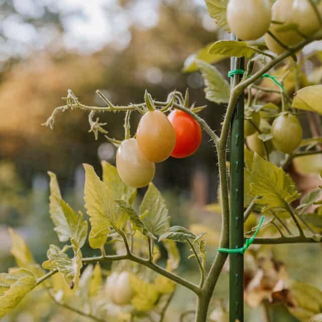 cherry tomatoes growing on vine beginner friendly plant