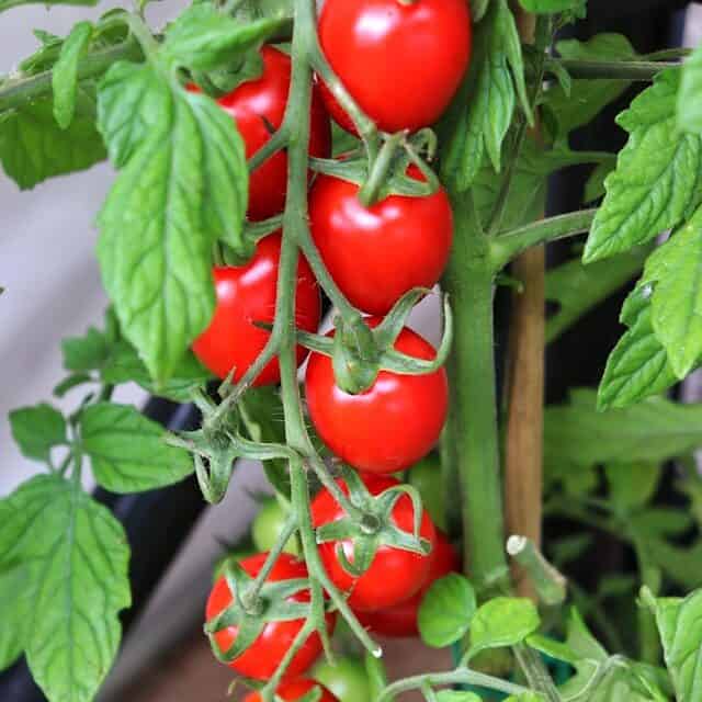 cherry tomatoes growing on vine beginner friendly plant