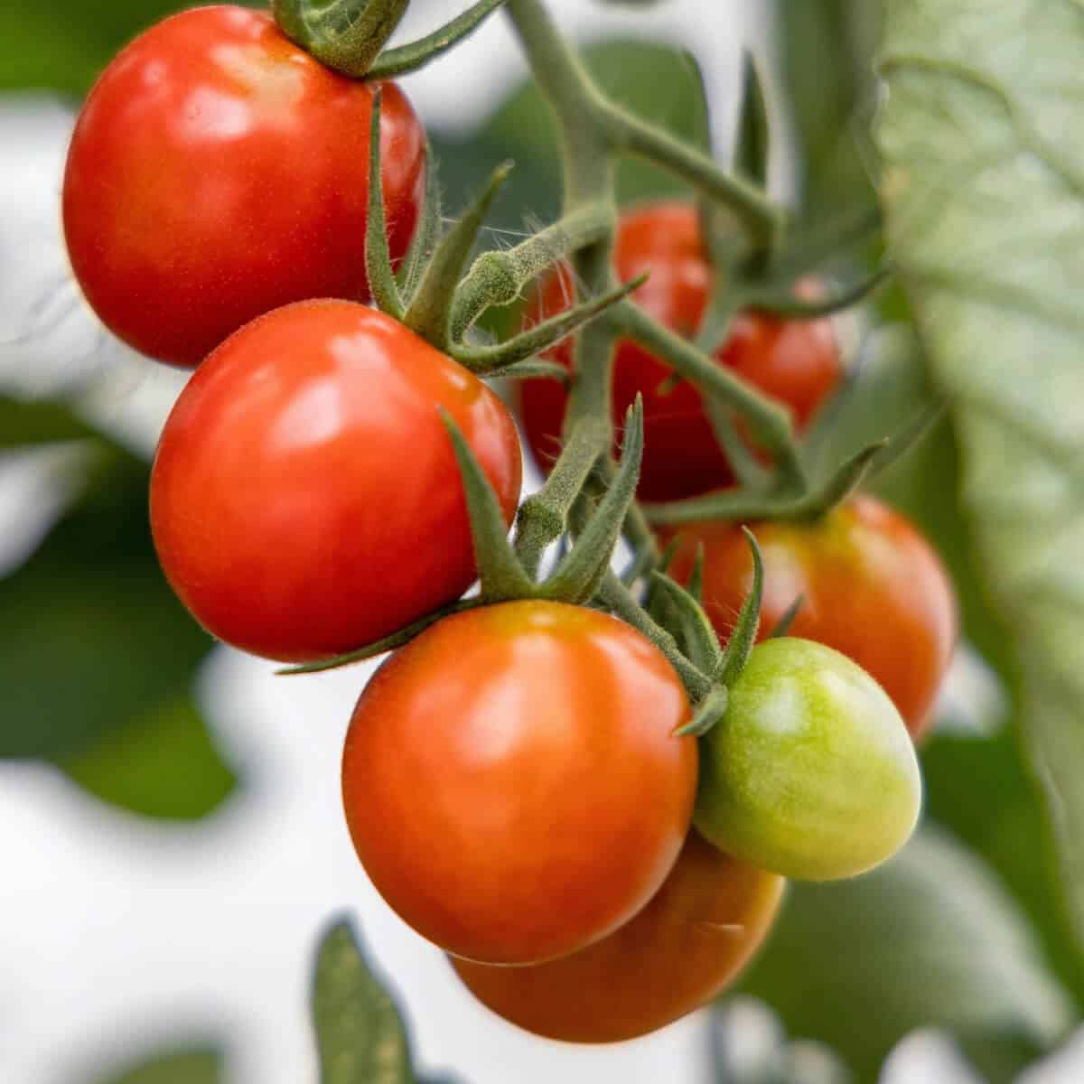 新手容易种的樱桃番茄 高产番茄植物庭院种植