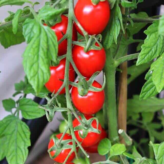 新手容易种的樱桃番茄 高产番茄植物庭院种植