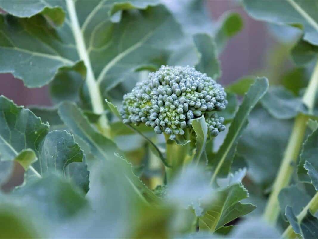 新英格兰寒冷天气下仍能生长的卷心菜和西兰花等抗寒蔬菜