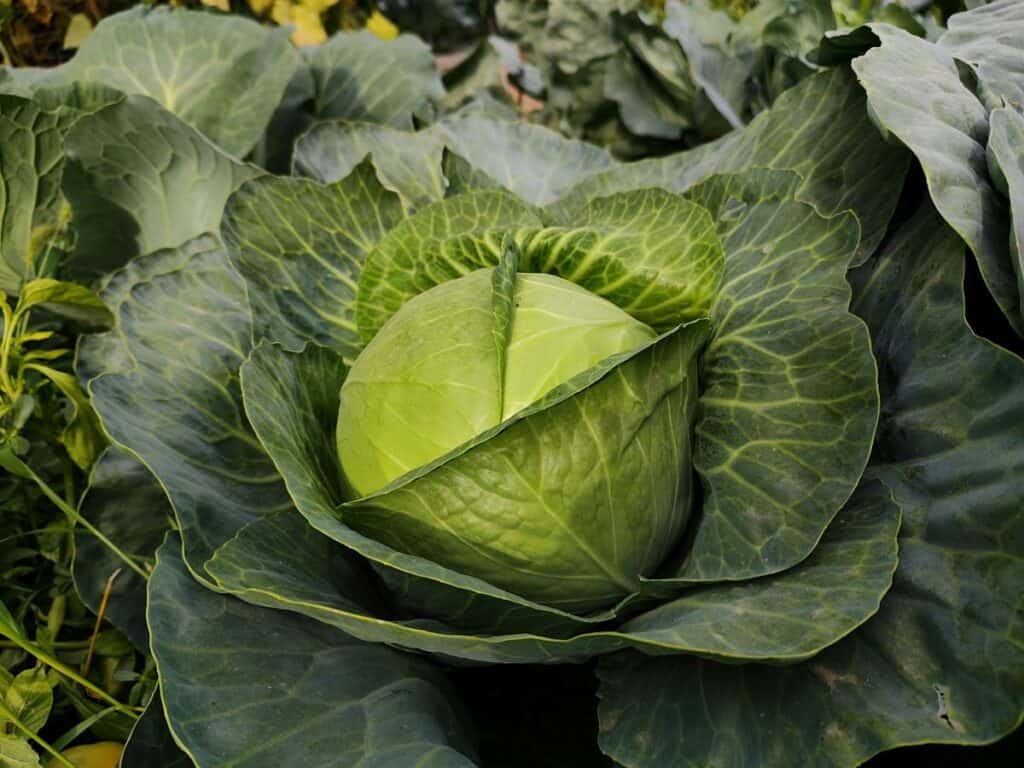 Cold hardy vegetables like cabbage and broccoli growing in cool weather conditions in New England