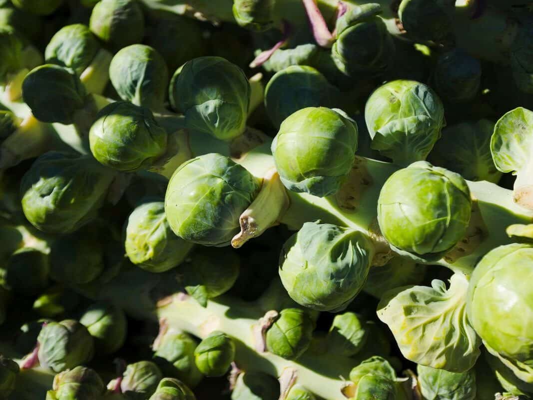 Cold hardy vegetables like cabbage and broccoli growing in cool weather conditions in New England
