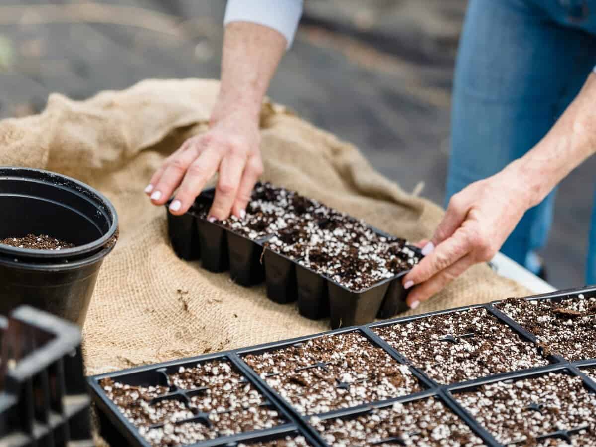 small seed starter kit for windowsill indoor gardening