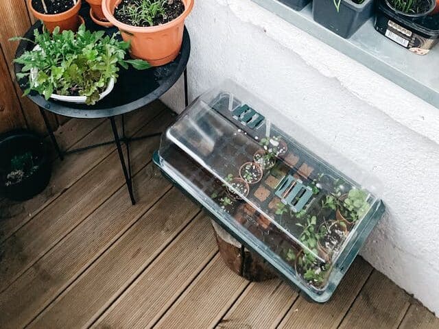 small seed starter kit for windowsill indoor gardening