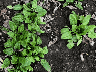 新英格兰早春后院花园中种植的生菜和菠菜等冷季蔬菜

如果你是第一次种菜，真的建议从这一类开始。