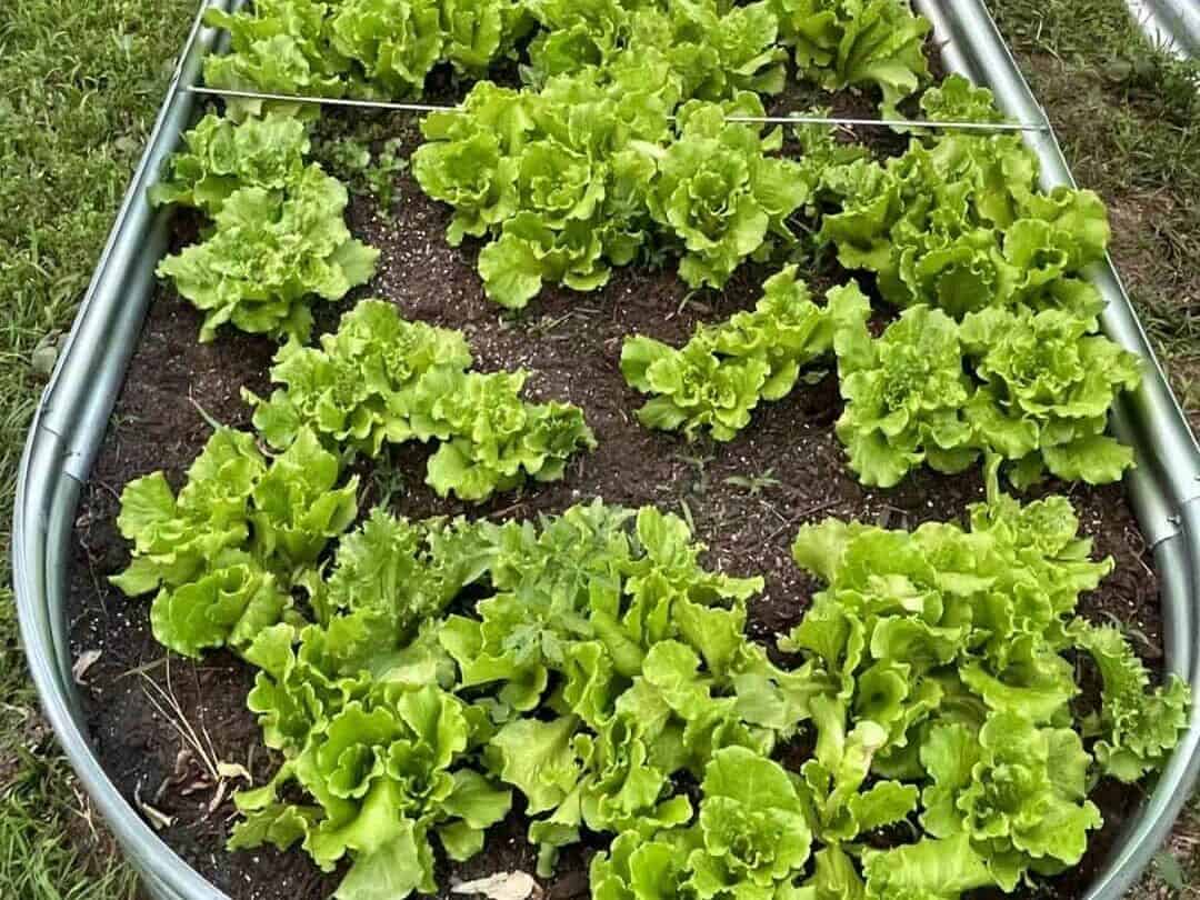 新英格兰早春后院花园中种植的生菜和菠菜等冷季蔬菜

如果你是第一次种菜，真的建议从这一类开始。