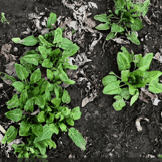 Cool season vegetables like lettuce and spinach growing in a New England backyard garden in early spring