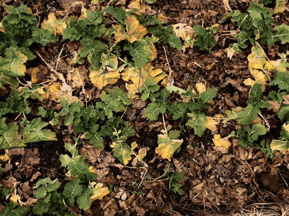 新英格兰早春后院花园中种植的生菜和菠菜等冷季蔬菜

如果你是第一次种菜，真的建议从这一类开始。