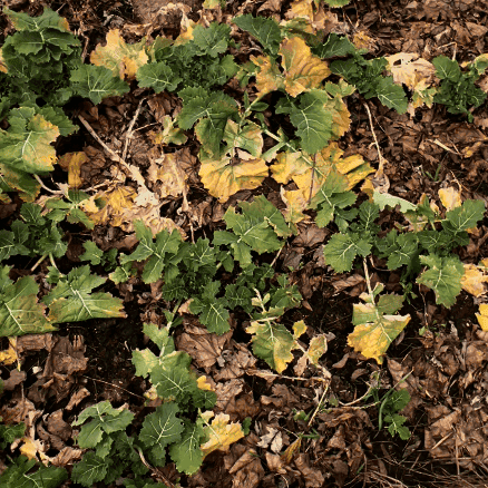 Cool season vegetables like lettuce and spinach growing in a New England backyard garden in early spring