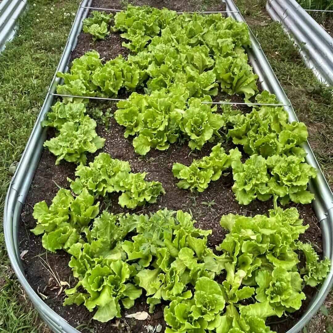 Cool season vegetables like lettuce and spinach growing in a New England backyard garden in early spring