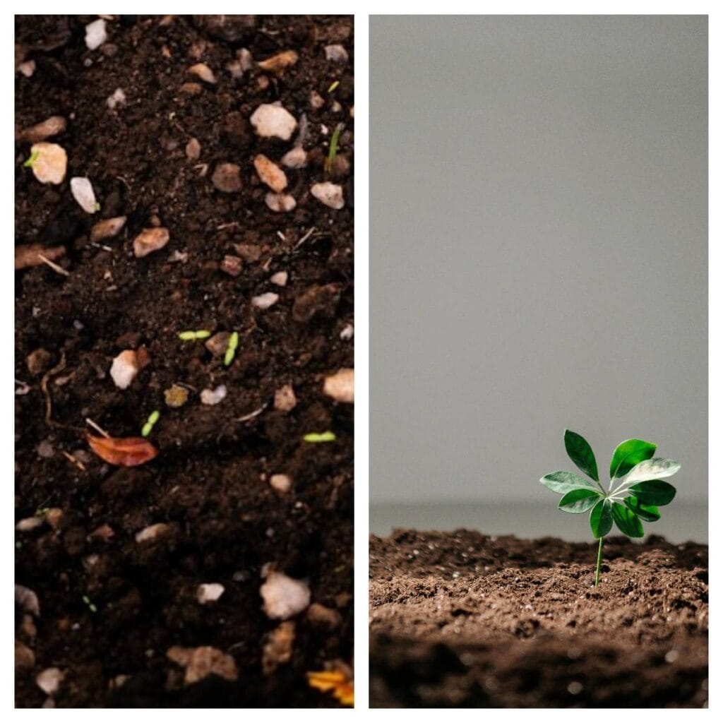  dense soil compared to light seed starting mix