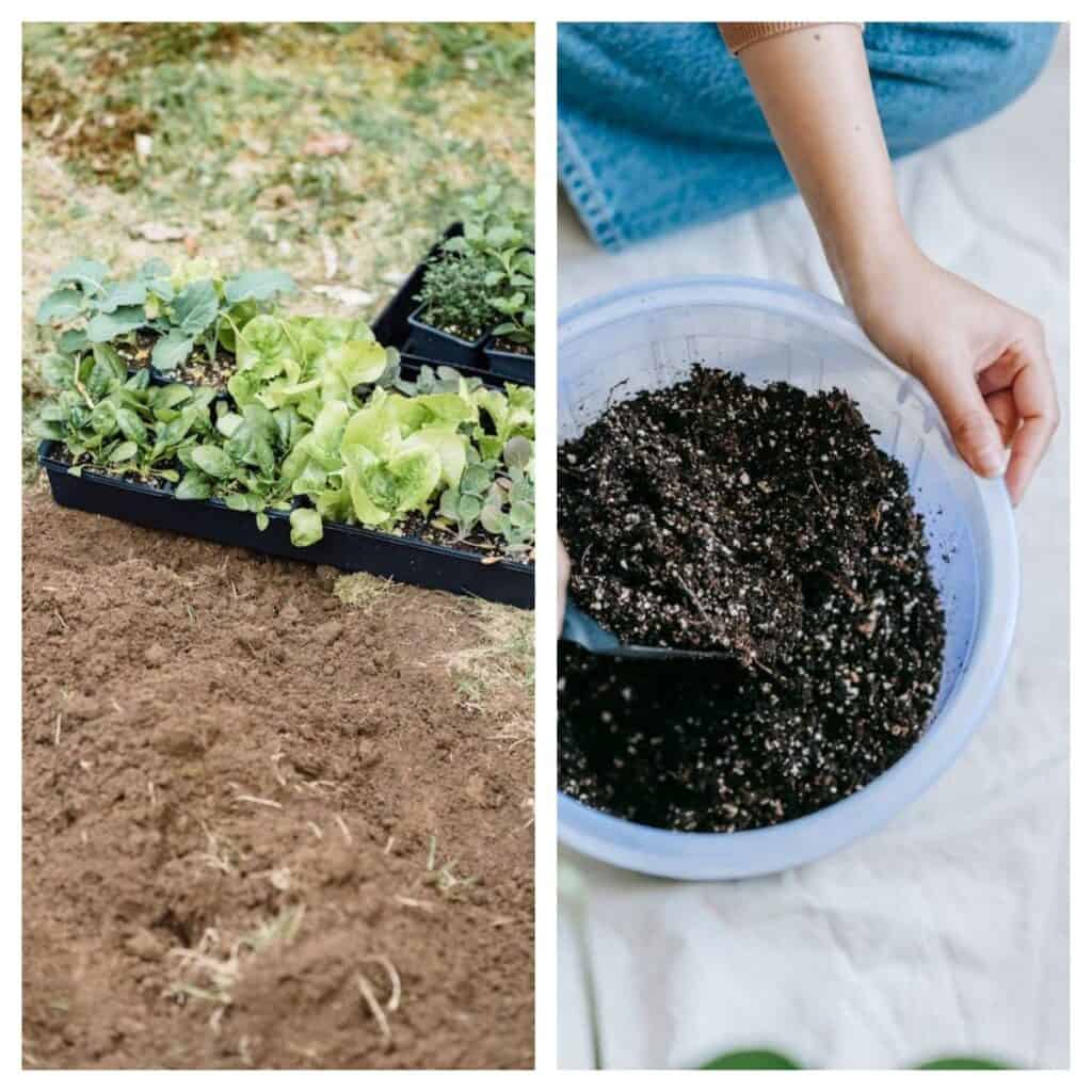  dense soil compared to light seed starting mix