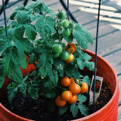  determinate tomato plant compact bush type easy maintenance