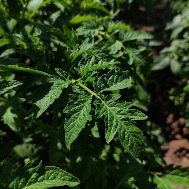  determinate tomato plant compact bush type easy maintenance