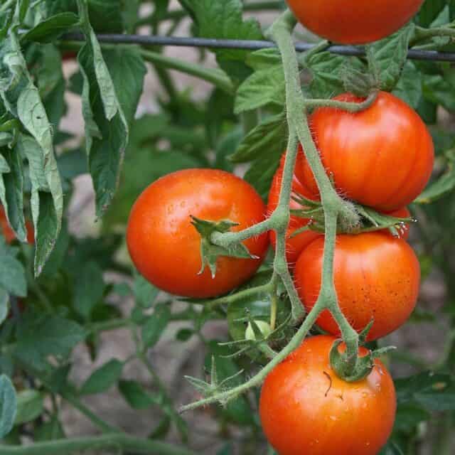 early girl tomatoes growing on plant early season variety