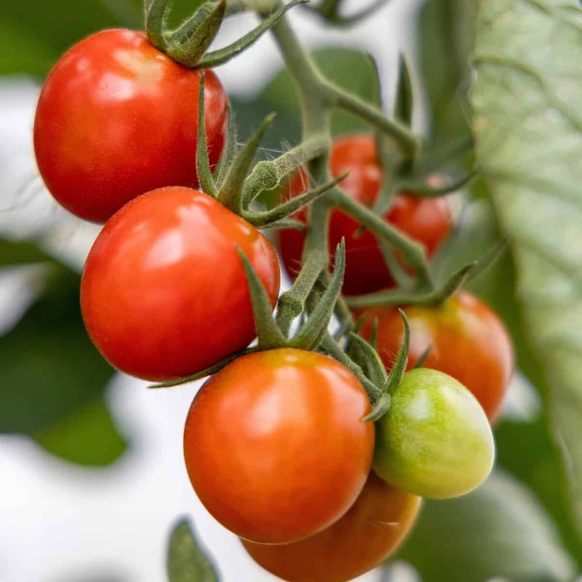 early girl tomatoes growing on plant early season variety