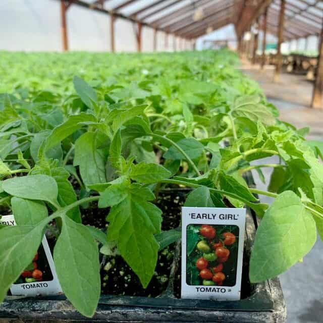 early girl tomatoes growing on plant early season variety