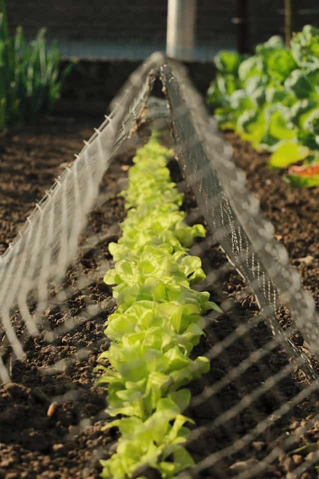  菜园基础材料包括种植箱爬架和路径