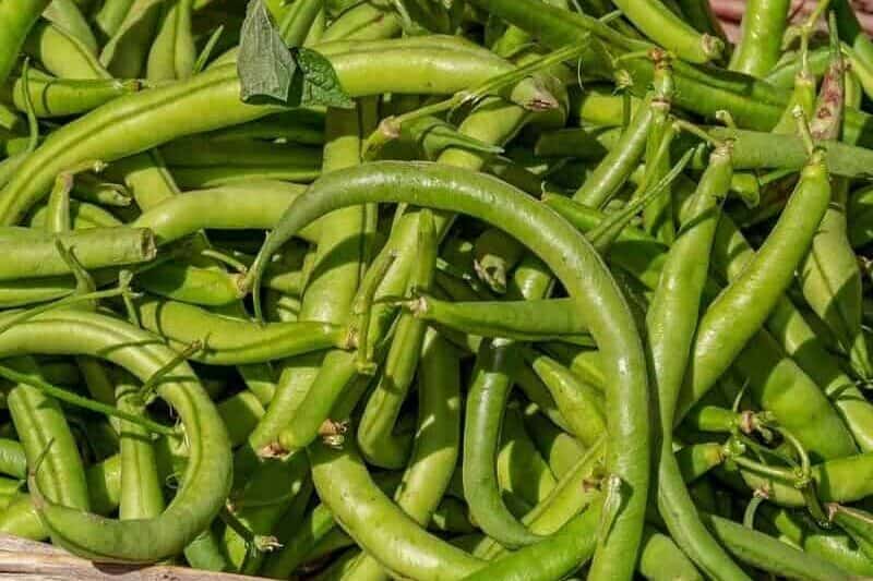 家庭菜园中容易种植的四季豆