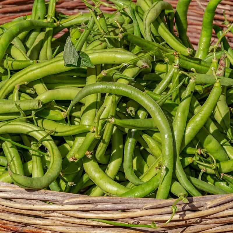 Easy green beans growing in a beginner backyard garden