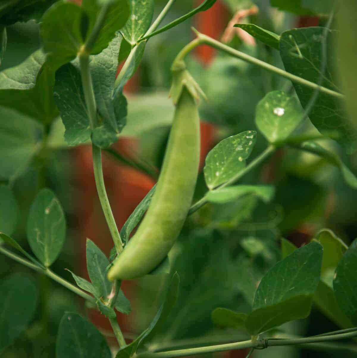 Easy green beans growing in a beginner backyard garden