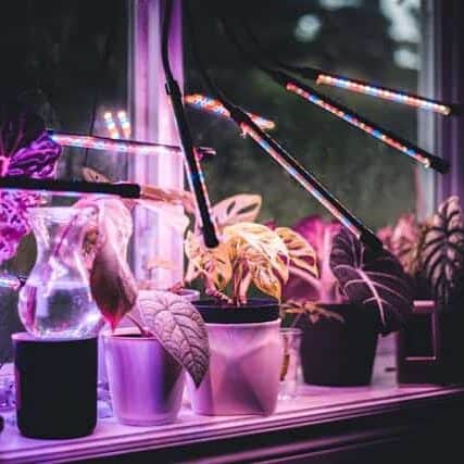 室内植物灯育苗环境