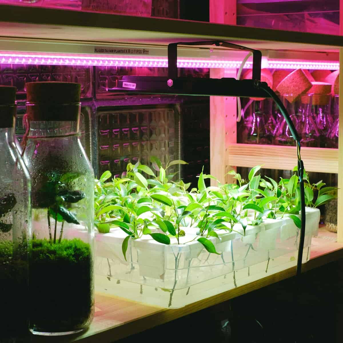 室内植物灯育苗环境