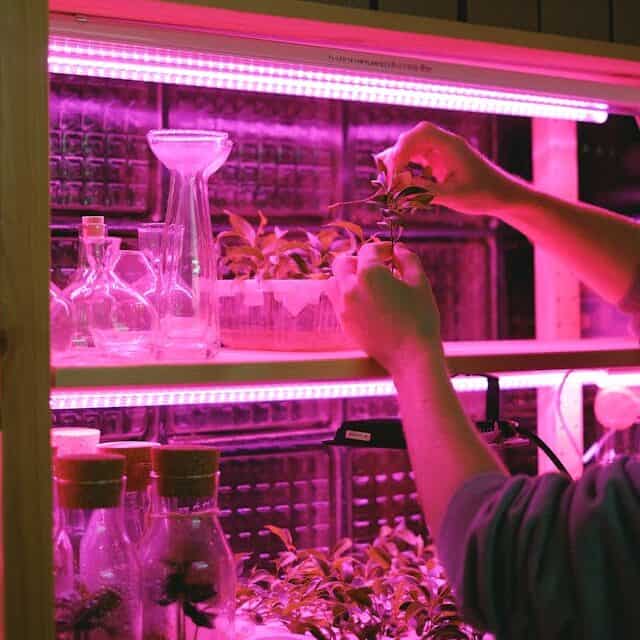 室内植物灯育苗环境