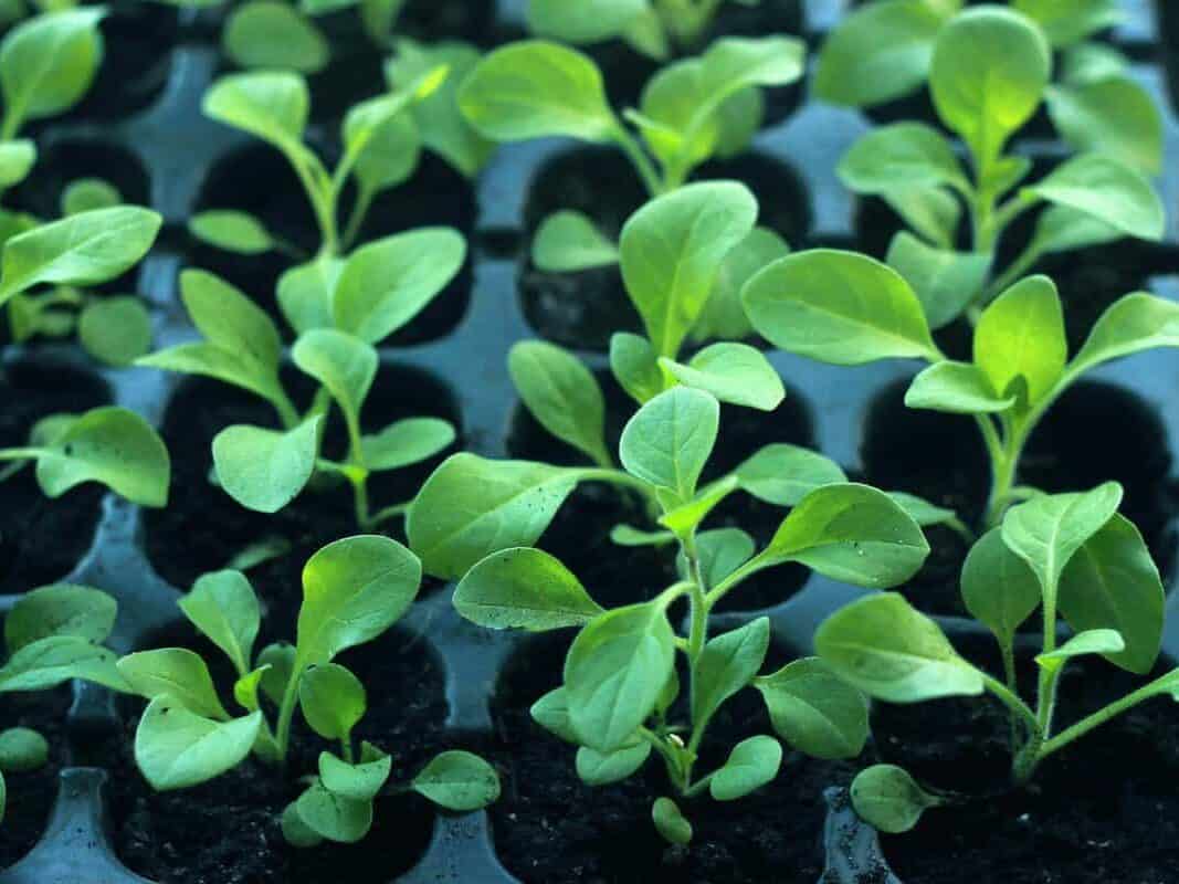 炼苗过程幼苗适应室外环境